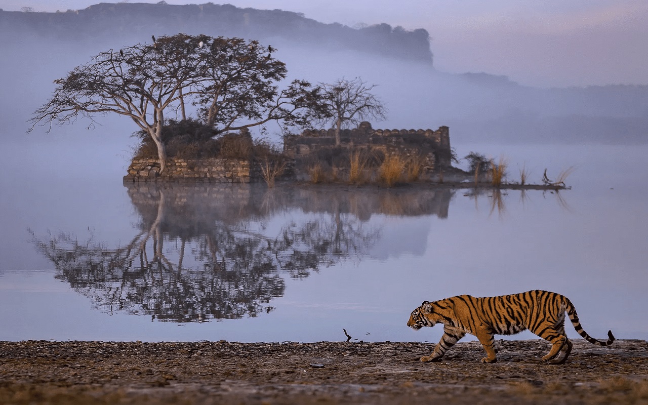 Travel Tips: You can also see Tiger in Rajasthan, have to come to Ranthambore